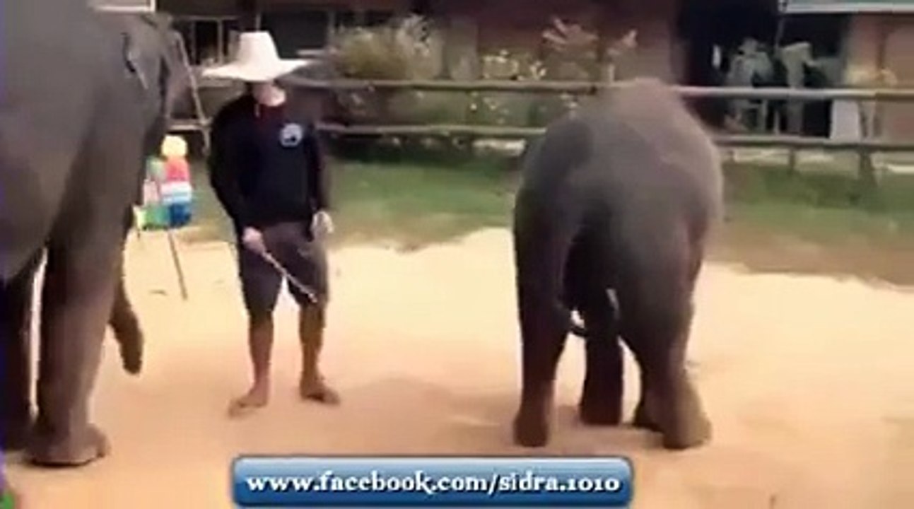 Dancing Elephant