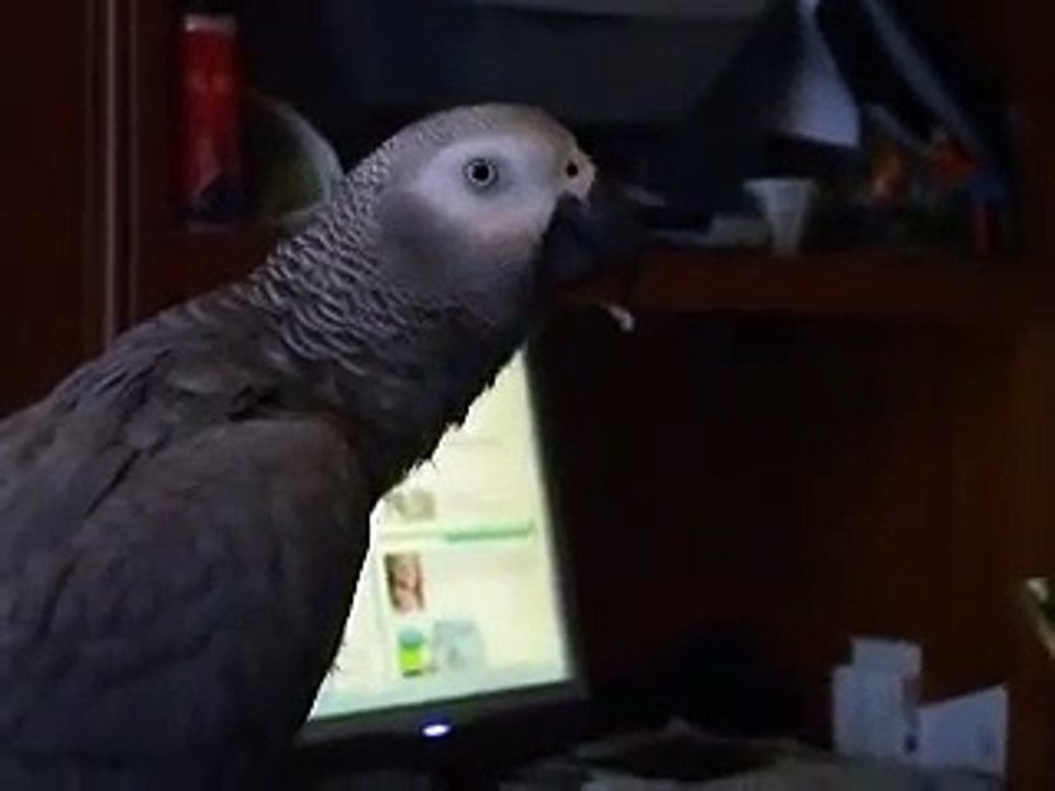 Perroquet  gris du gabon  parle