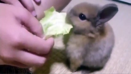 Baby Bunny - Parry Gripp