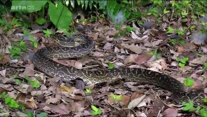 Le Japon sauvage 2/2 DOC HD