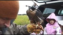 My First Hunting Trip (Peregrine Falcon)