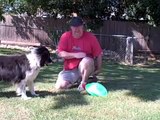 Dog Training Tips - Learning to play frisbee, or Disc Dog, with Maxx the border collie