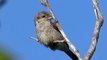 Ptice Hrvatske - Rusi svračak (Lanius collurio) (Birds of Croatia - Red-backed Shrike) (2/2)
