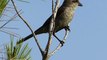 Ptice Hrvatske - Rusi svračak, ženka (Lanius collurio) (Red-backed Shrike, female) (2/2)