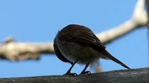 Ptice Hrvatske - Rusi svračak (Lanius collurio) (Birds of Croatia - Red-backed Shrike) (1/2)