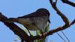 Ptice Hrvatske - Rusi svračak, ženka (Lanius collurio) (Red-backed Shrike, female) (1/2)
