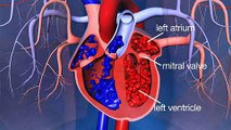 What is the mitral valve?