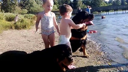 Babies Feeding Massive Size Rottweilers