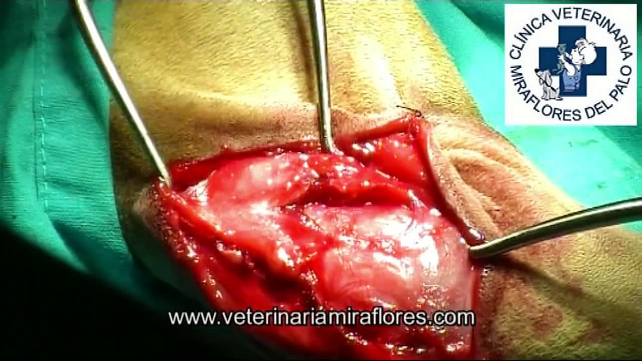 Rotura del ligamento cruzado anterior en el perro.Cirugía Miraflores del Palo