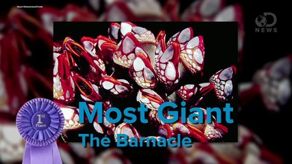 The 4 Weirdest Animal Penises