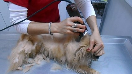 KÖPEK TRAŞI. SAKİNLEŞTİRİCİ,UYUŞTURUCU,NARKOZ VERMEDEN YAPILAN KÖPEK TRAŞI..