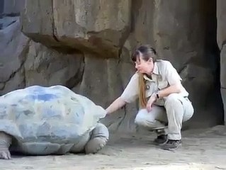 Galapagos Giant Tortoise - Best TimePass
