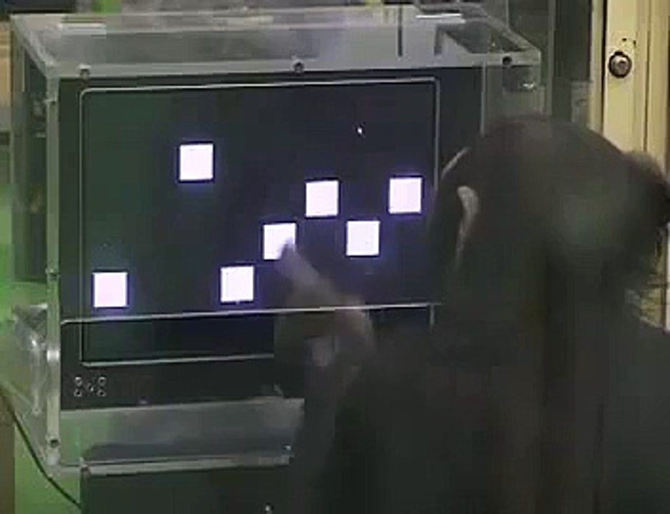 Chimp solves puzzle faster than most humans - Best TimePass