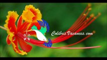 Colibris Vacances-CHAMBRE-HOTES-FLOROMEL-486