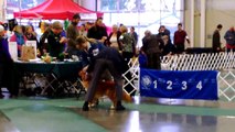 Whidbey Island Kennel Club Dog Show (Tollers), 16 November 2013 (HD)