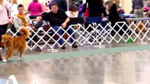 Whidbey Island Kennel Club Dog Show (Tollers), 17 November 2013 (HD)