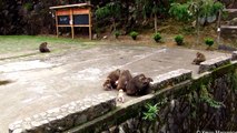 Baby monkeys playing at Wuyishan (stump-tailed macaques)