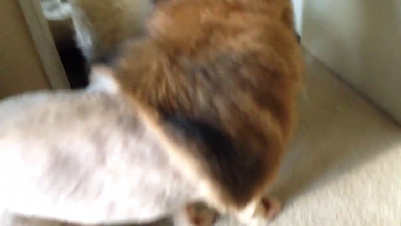 Hilarious 'Lion' Dog...