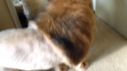 Hilarious 'Lion' Dog...