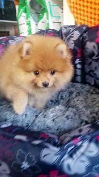 satilik kopek boo dog pomeranian 05333974577