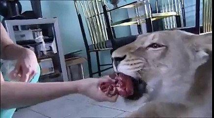 Hungry LİON ATTACKS MAN AT HOME - Best TimePass