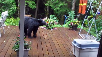 Kitimat, BC Bears