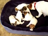 Six three week old Parson Jack Russell puppies waking up!