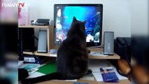 'Funny Cats vs. Machines' Compilation - FunnyTV