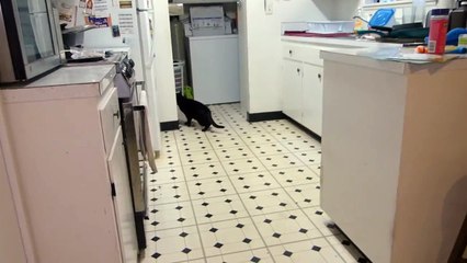 Talking Kitty Cat - Sylvester Goes To The Vet