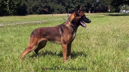Belgian Malinois Appearance of the working type