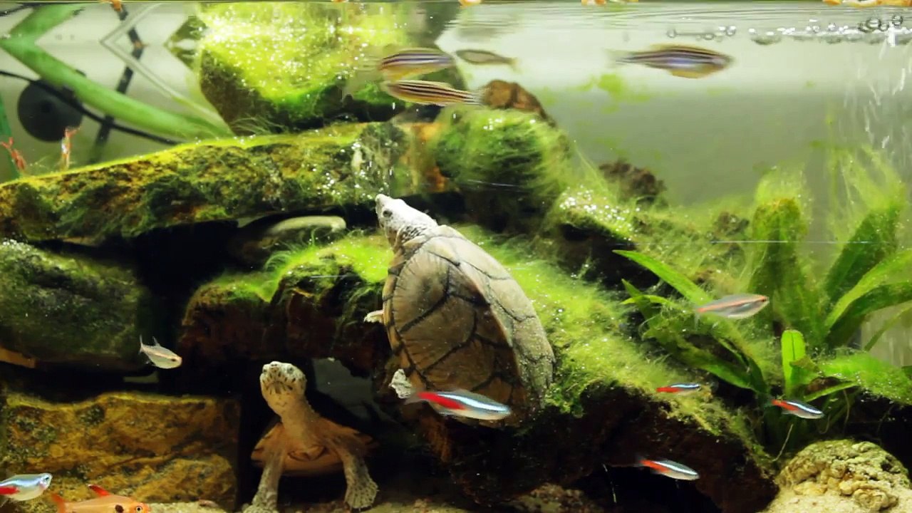 Razorback Musk turtles, in HD