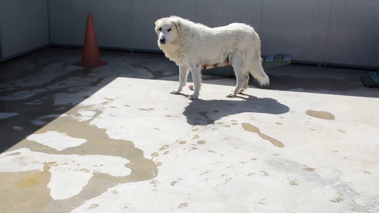 AUTHENTIQUES CHIOTS PATOUS - MONTAGNE DES PYRENEES LOF CERTIFIES ADN DISPONIBLES U COEUR DE LA PROVENCE