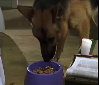 Rex chien flic - La rencontre Rex et Alex