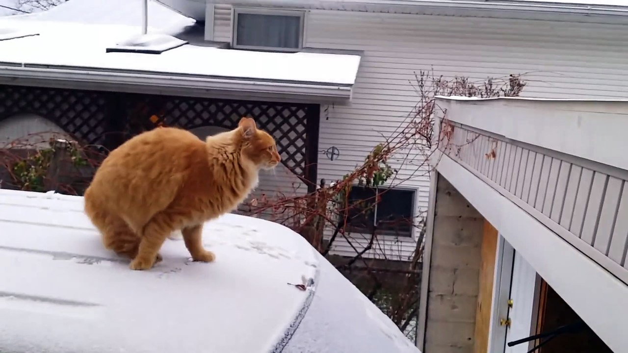 Waffles The Terrible - Funny Cat Fails Epic Jump