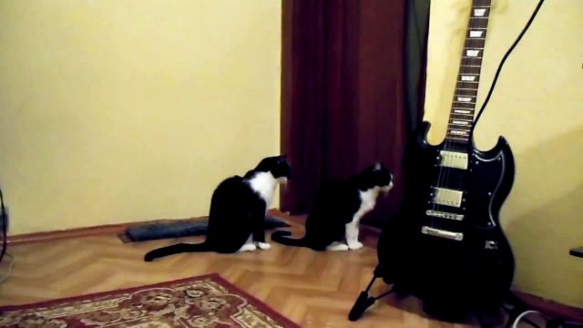 Кошка просит прощения Ржу не могу Cat tries to apologize