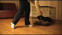 Shaping your dog to love his crate - Clicker Training Tutorial
