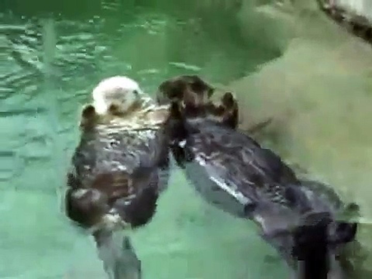Otters Holding Hands - Music Video