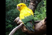 ✖✖✖ Top 10 Aves Nacionales mas hermosas de América Latina ✖✖✖