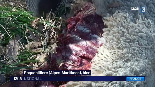 Une meute de loups attaque des brebis aux portes d'un village