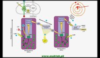 FSc Biology Book1, CH 11, LEC 7; Photosynthesis- Light Dependent Reactions