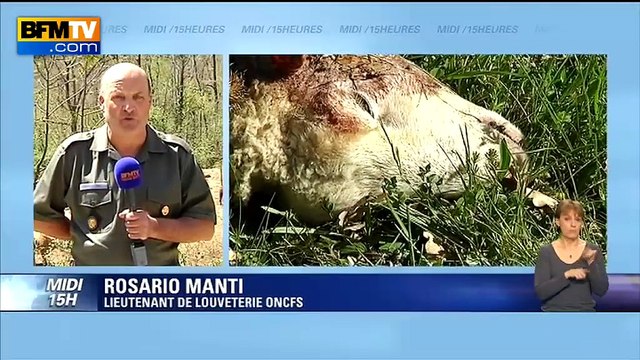 Attaque de loups dans les Alpes-Maritimes: Ils se sont habitués aux présences humaines