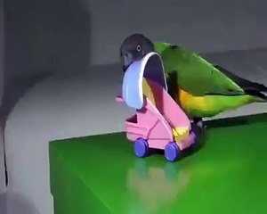Funny Parrots Must Watch - Best TimePass