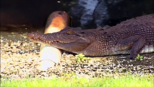 Un golfeur australien attaqué par un crocodile