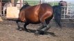 High River Mare giving Birth #1