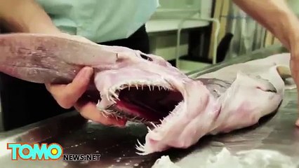 Catturato «l’Alien degli abissi» Il Mostro Del Oceano. Incredibile Mai Visto Niente Del Genere!!!