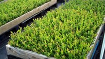 Blueberry Plants Starters for Sale by DiMeo Blueberry Farms Wholesale Blueberry Plants Nursery