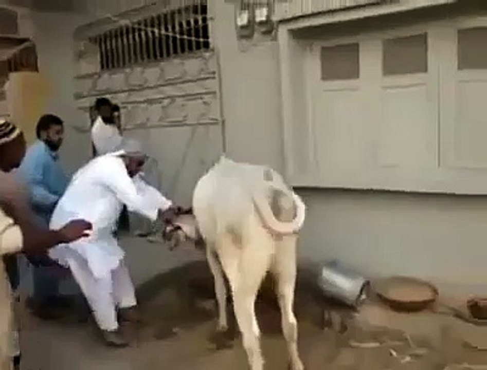 Cow qurbani running of dangerous cow kick funny video fun