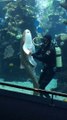 Un plongeur dorlote un requin léopard dans un aquarium