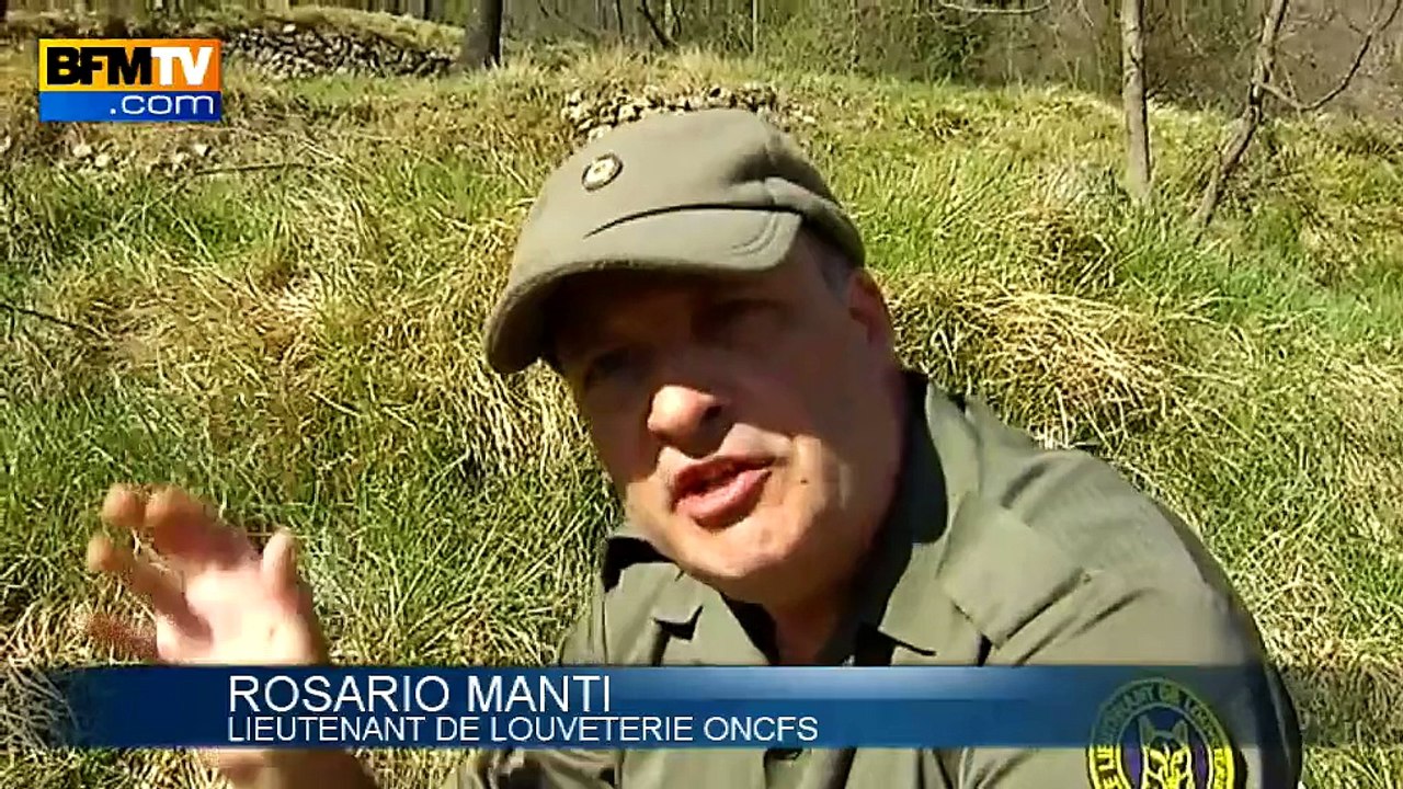 Attaque d'un loup solitaire dans les Alpes-Maritimes: les éleveurs sont à bout