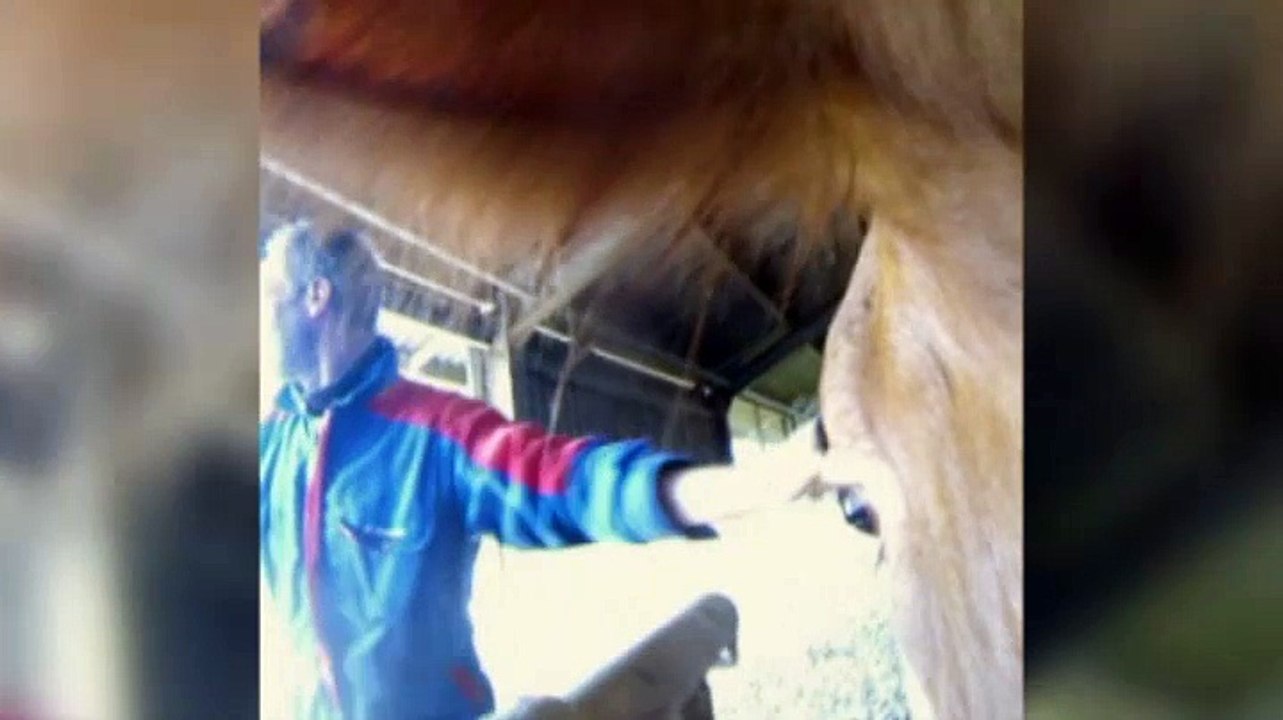 Beelden: Bekijk de wereld door de ogen van een koe - RTV Noord